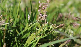 Digestibility and palatability of multispecies swards